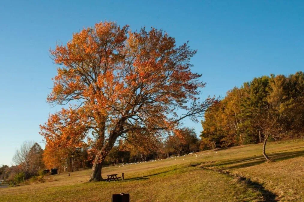 Leaves turning in Autumn at Lamoine State Park