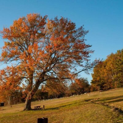 Lamoine State Park
