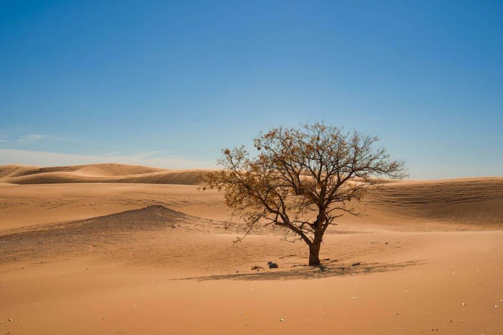 solitary tree by sand dunes at little sahara state park in oklahoma
