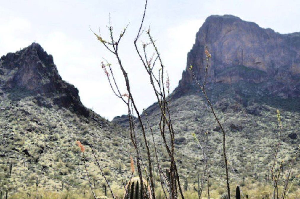Cacti with Picacho Peak State Park in the background