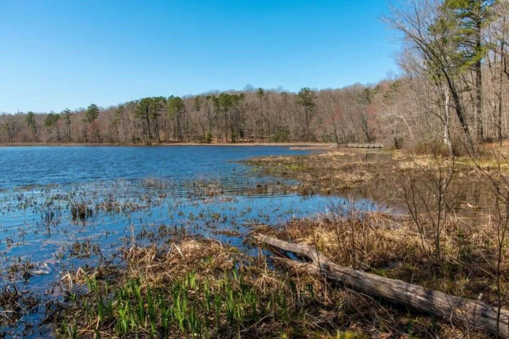 Marsh at Pocahontas State Park near Richmond Virginia