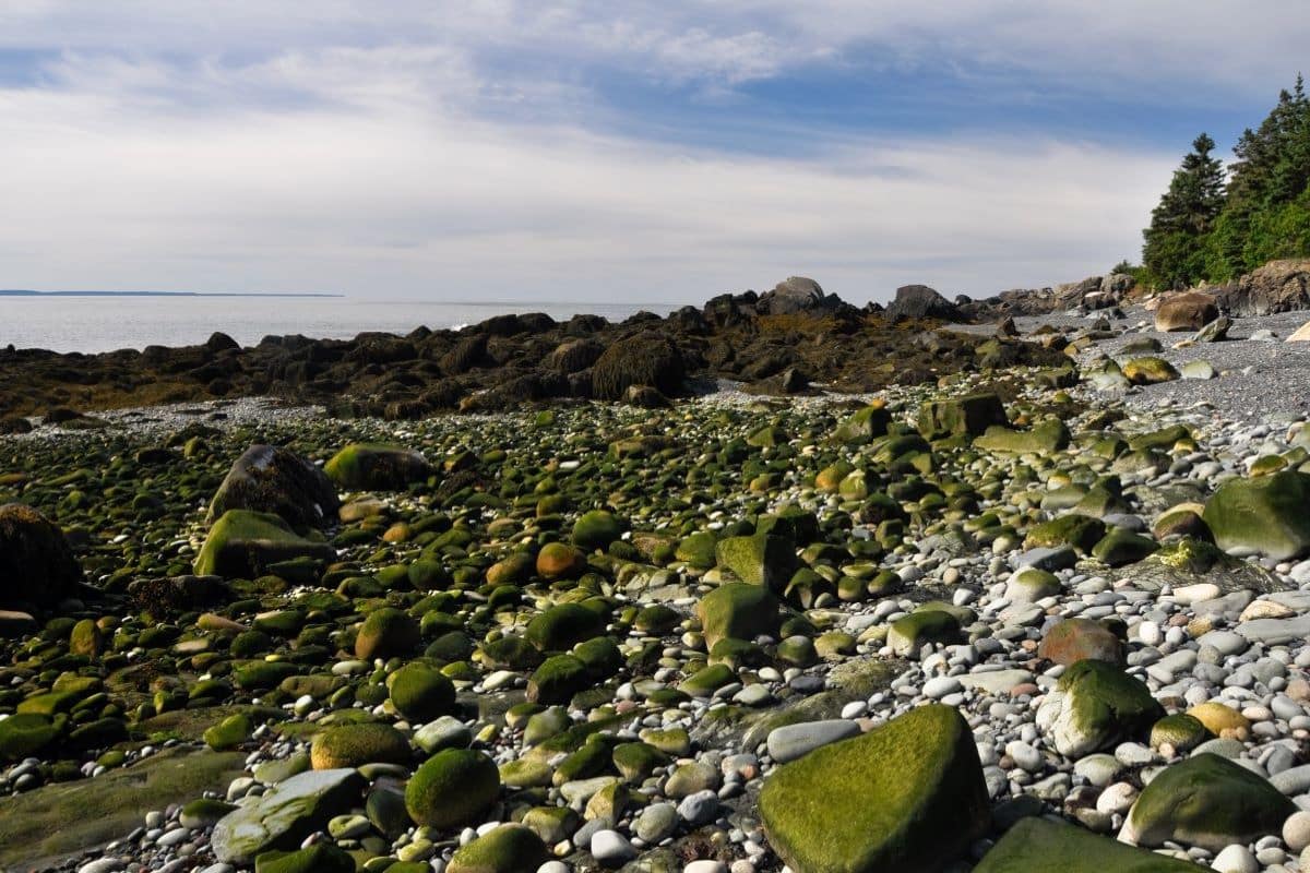 Rocky coast at Quoddy Head State Park