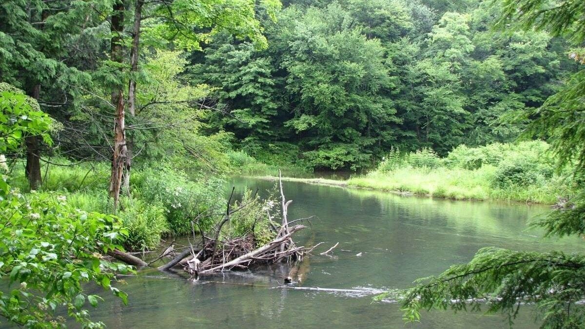 East Branch Clarion River in the Bendigo State Park