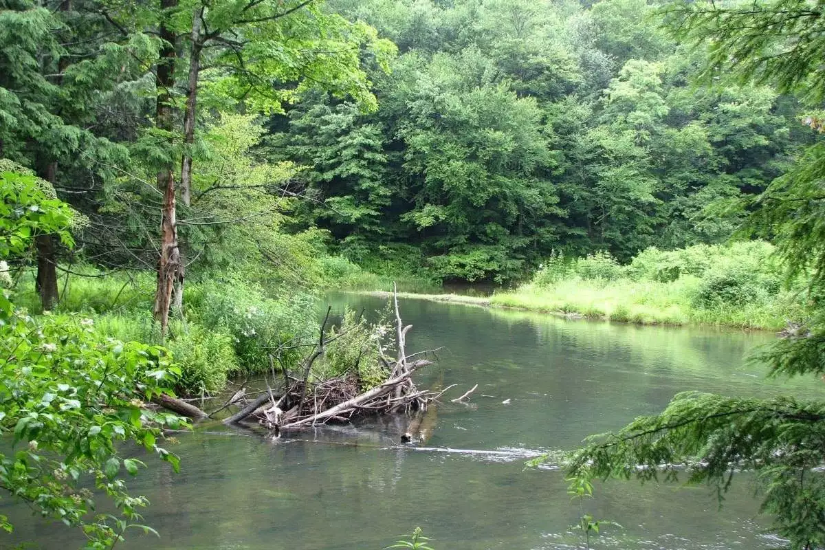 East Branch Clarion River in the Bendigo State Park