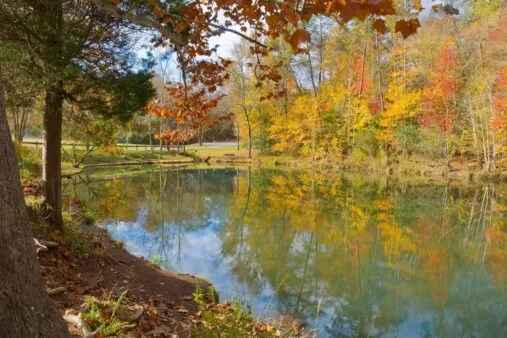 Big Ridge State Park 5 trees reflect off the water in Big Ridge State Park