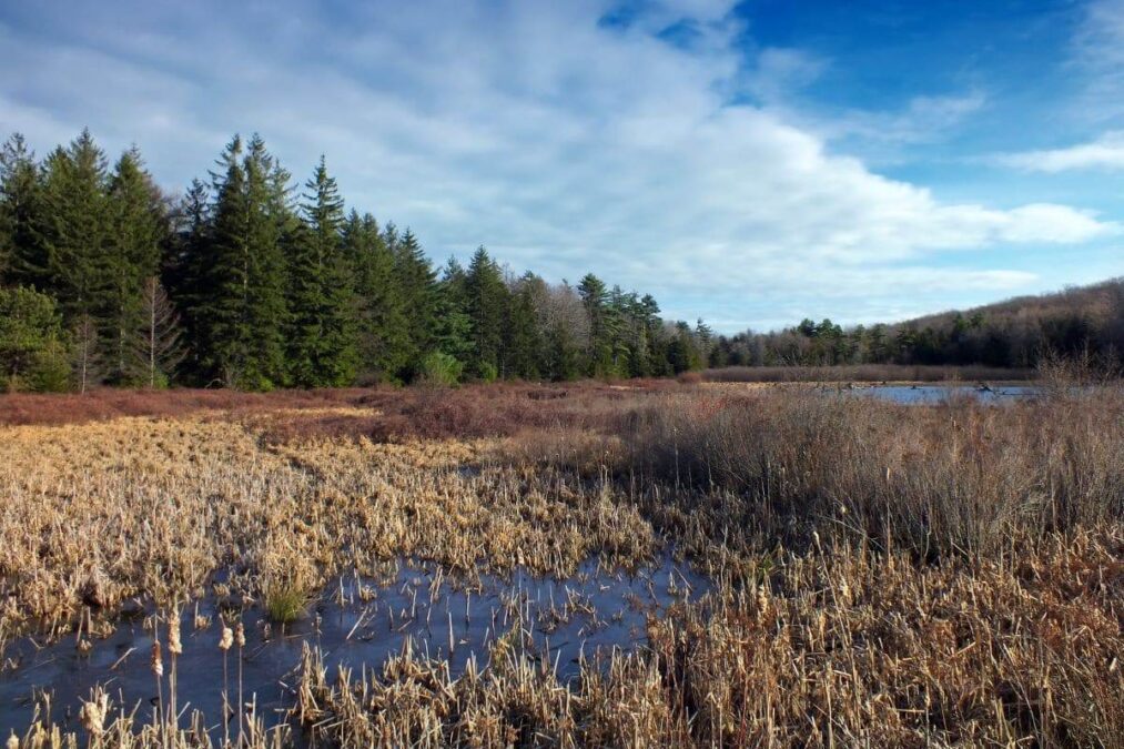 Black Moshannon Bog Natural Area, Centre County