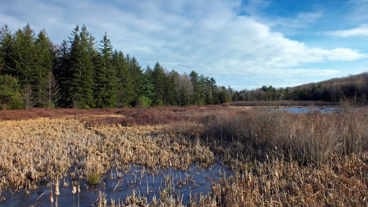 Black Moshannon Bog Natural Area, Centre County