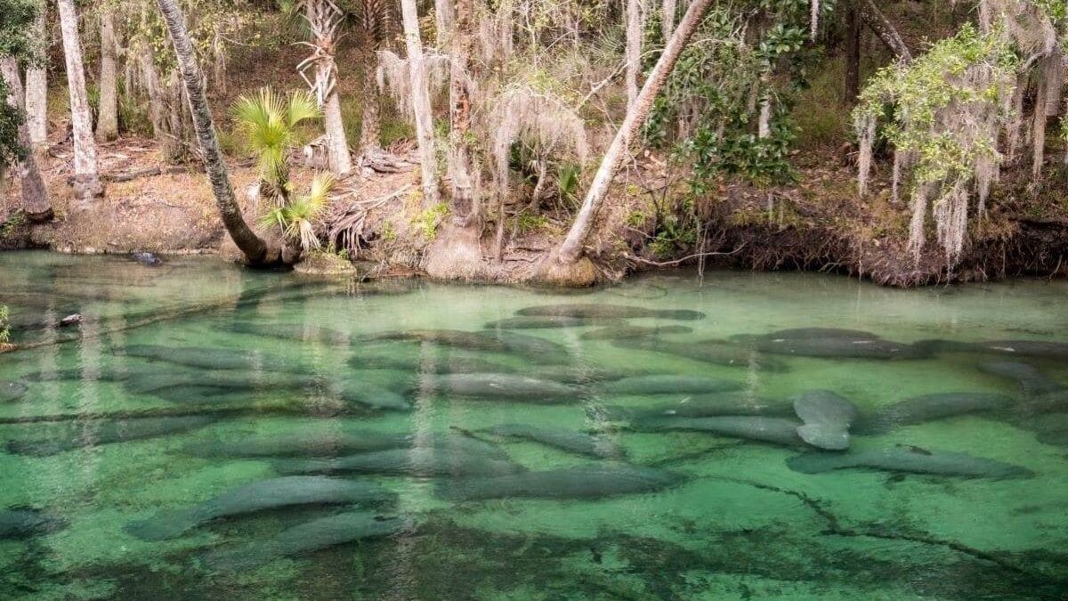 Manatees swimming in the water at Blue Springs State Park in Florida