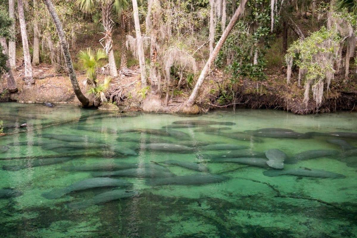 Manatees swimming in the water at Blue Spring State Park in Florida