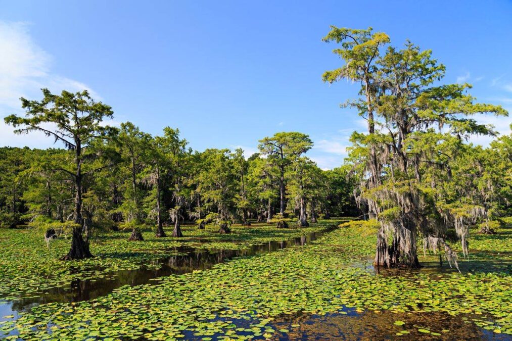Cypress trees at Caddo Lake State Park