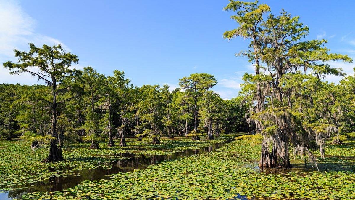 Cypress trees at Caddo Lake State Park