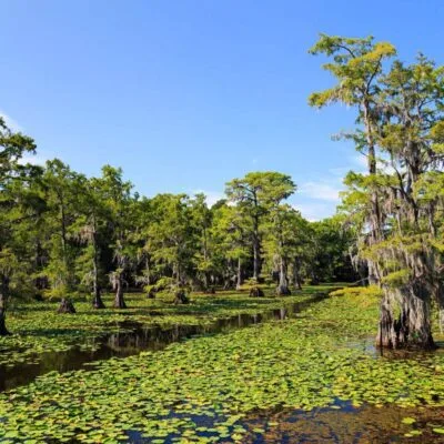 Caddo Lake State Park