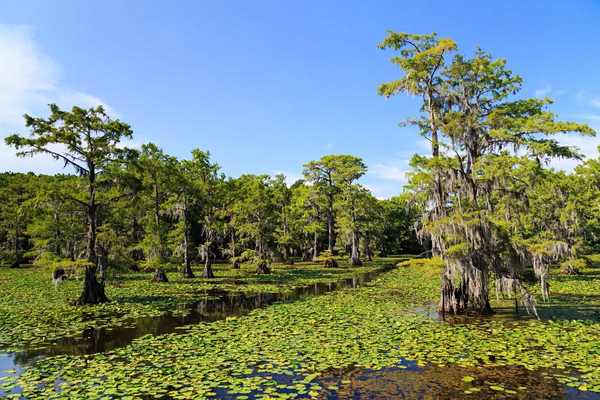 Caddo Lake State Park