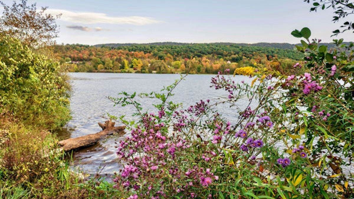 flowers in front of the water at Canoe Creek State Park