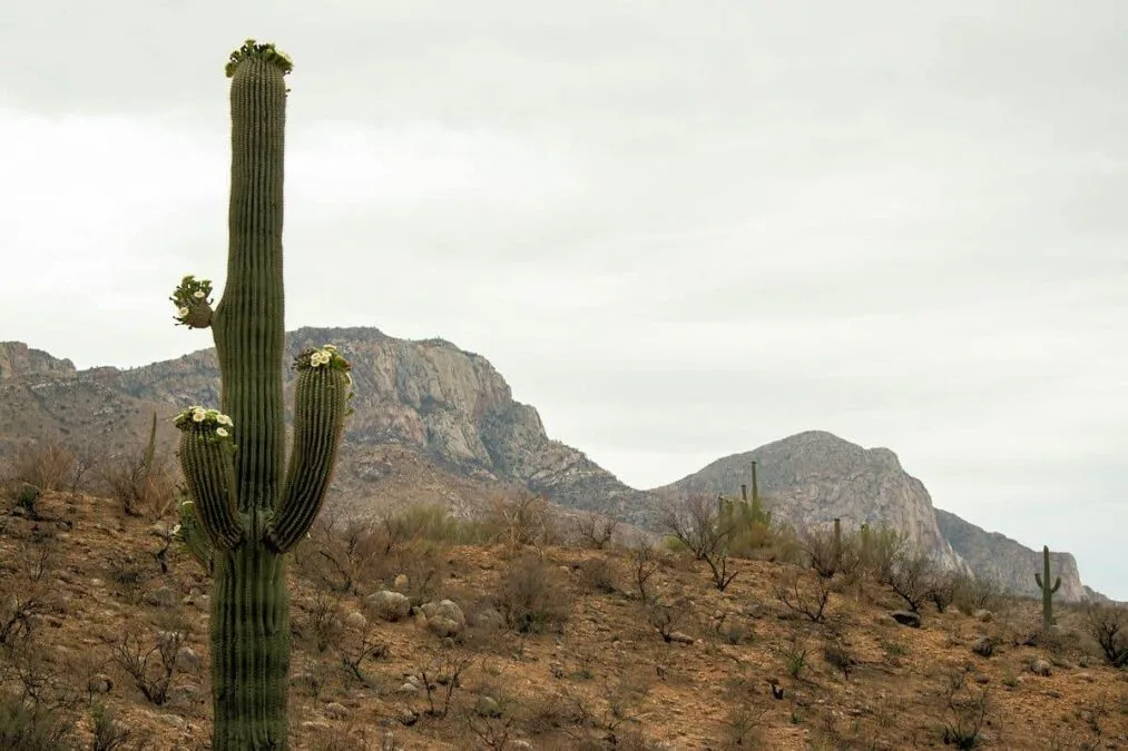 Catalina State Park 3 a cactus with hills in the background at Catalina State Park