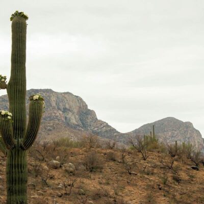 Catalina State Park