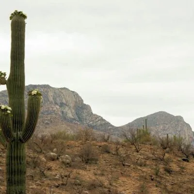 Catalina State Park