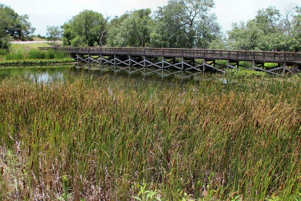 walking bridge through reeds at Cedar Hill State Park