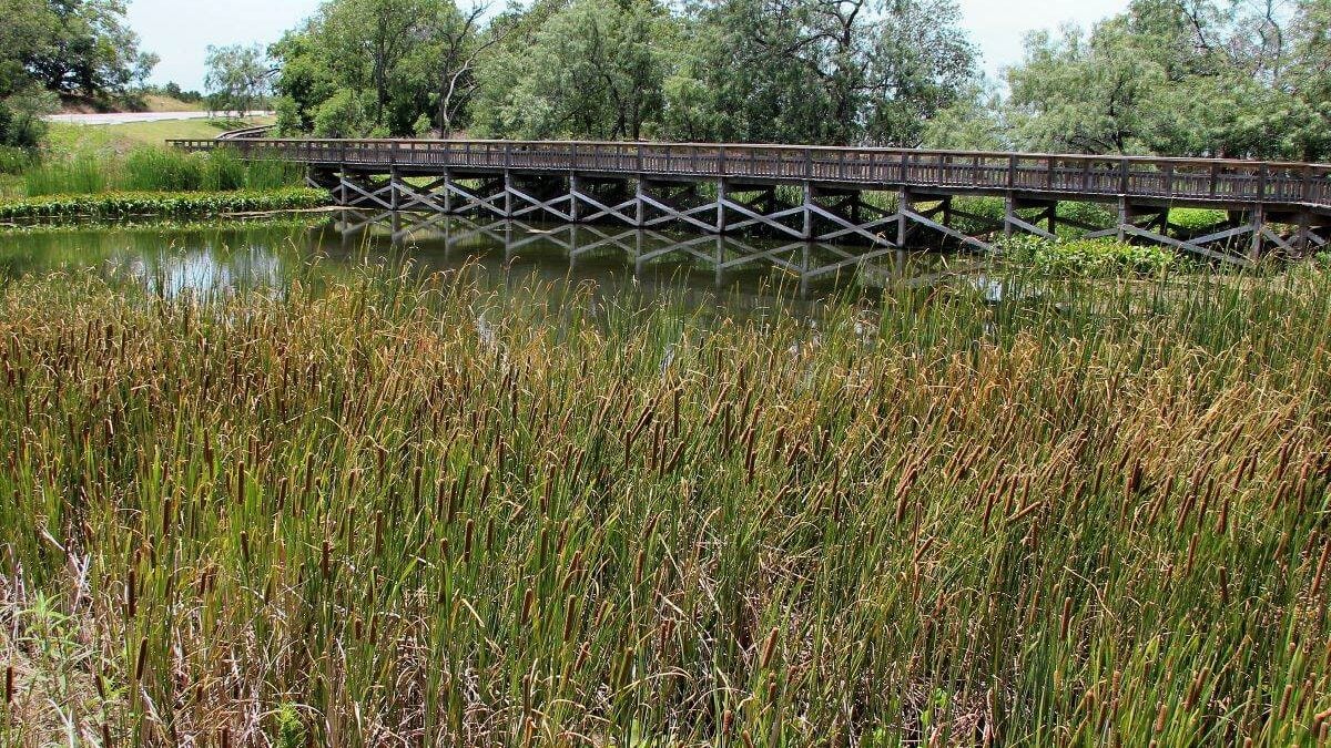 walking bridge through reeds at Cedar Hill State Park