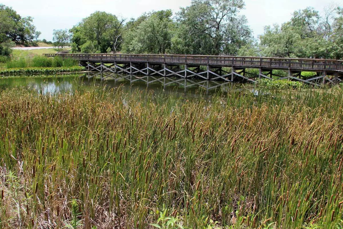 walking bridge through reeds at Cedar Hill State Park