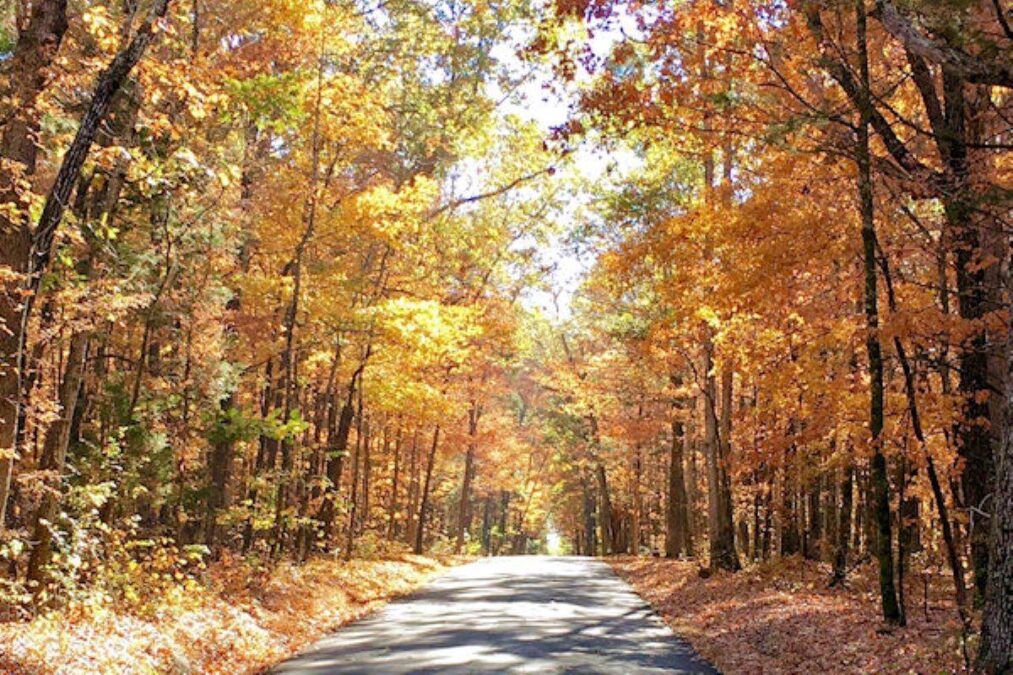 road surrounded by fall foliage at Cedars of Lebanon State Park