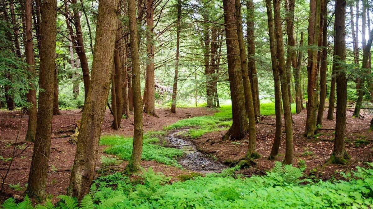 A stream running through the trees at Chapman State Park