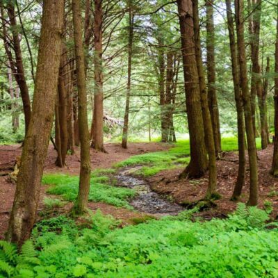 Chapman State Park