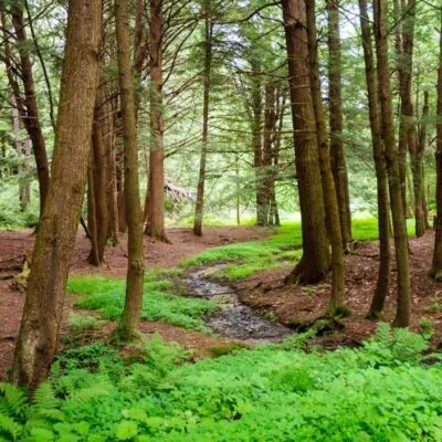 Chapman State Park