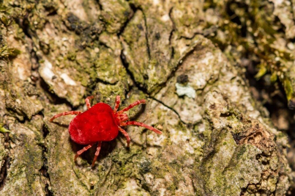 chigger crawling on the ground