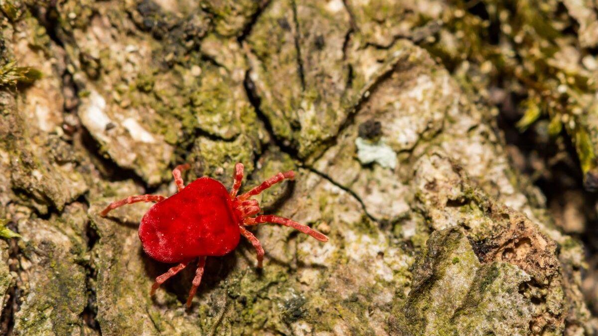 chigger crawling on the ground