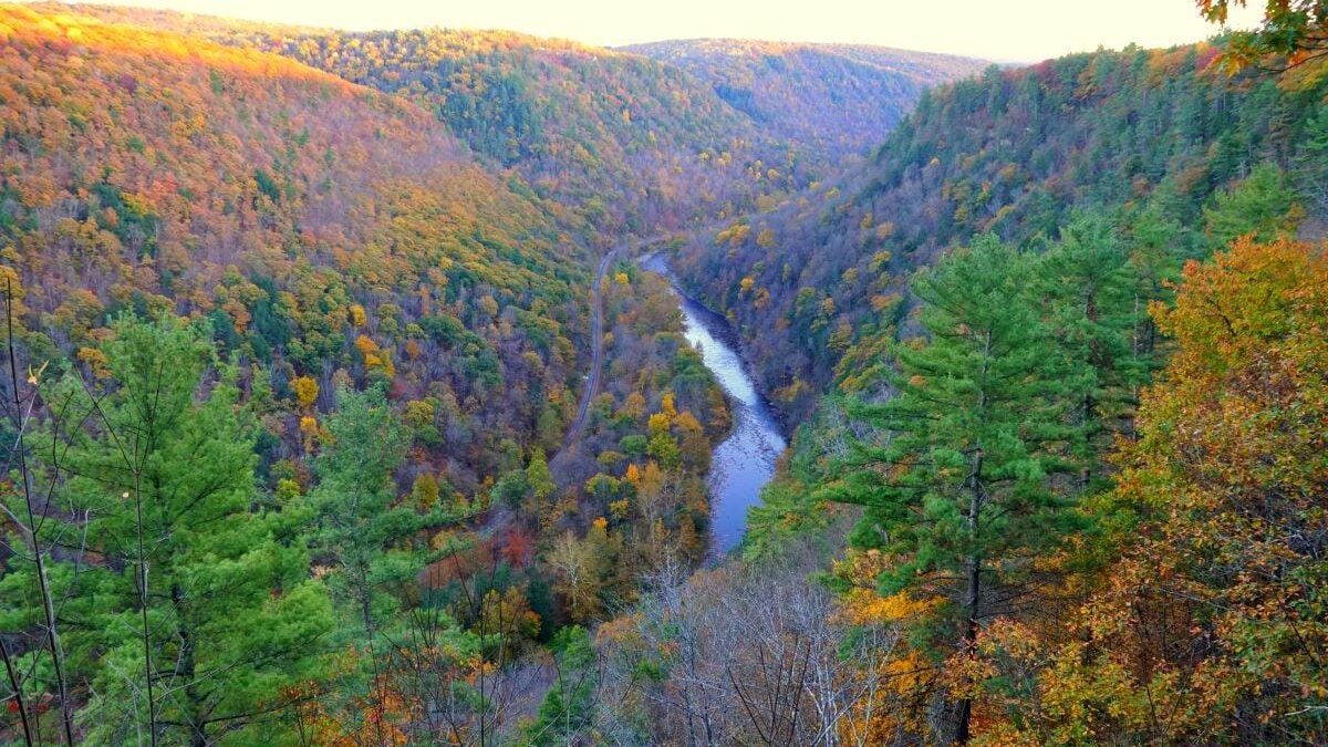 The aerial view of the striking colors of fall foliage around Pine Creek Gorge at Colton Point State Park