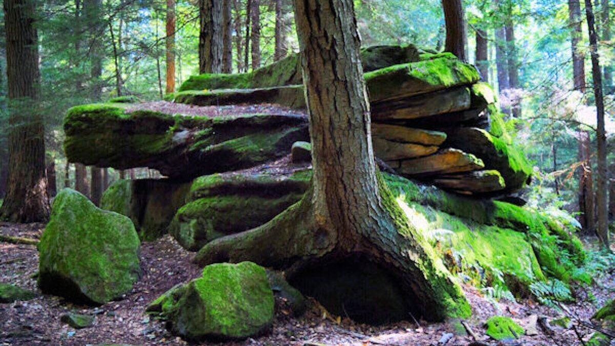 Moss on rocks at Cook Forest State Park