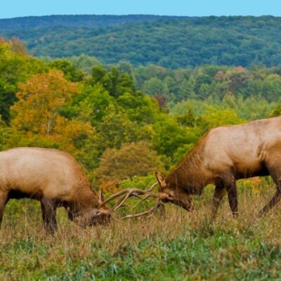 Elk State Park