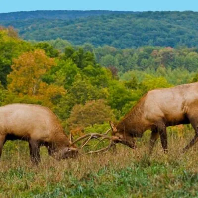 Mitchell Caverns Natural Preserve