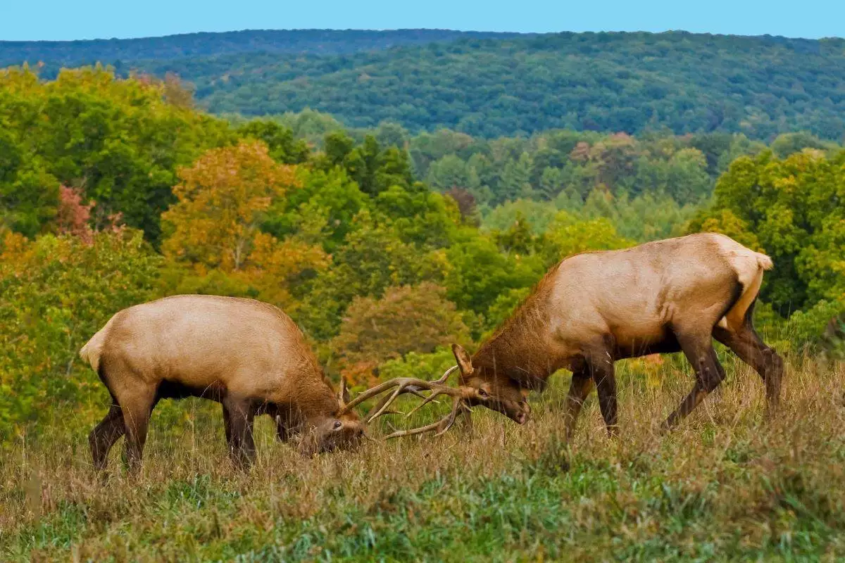 Sparring Bull Elk in Elk State Park