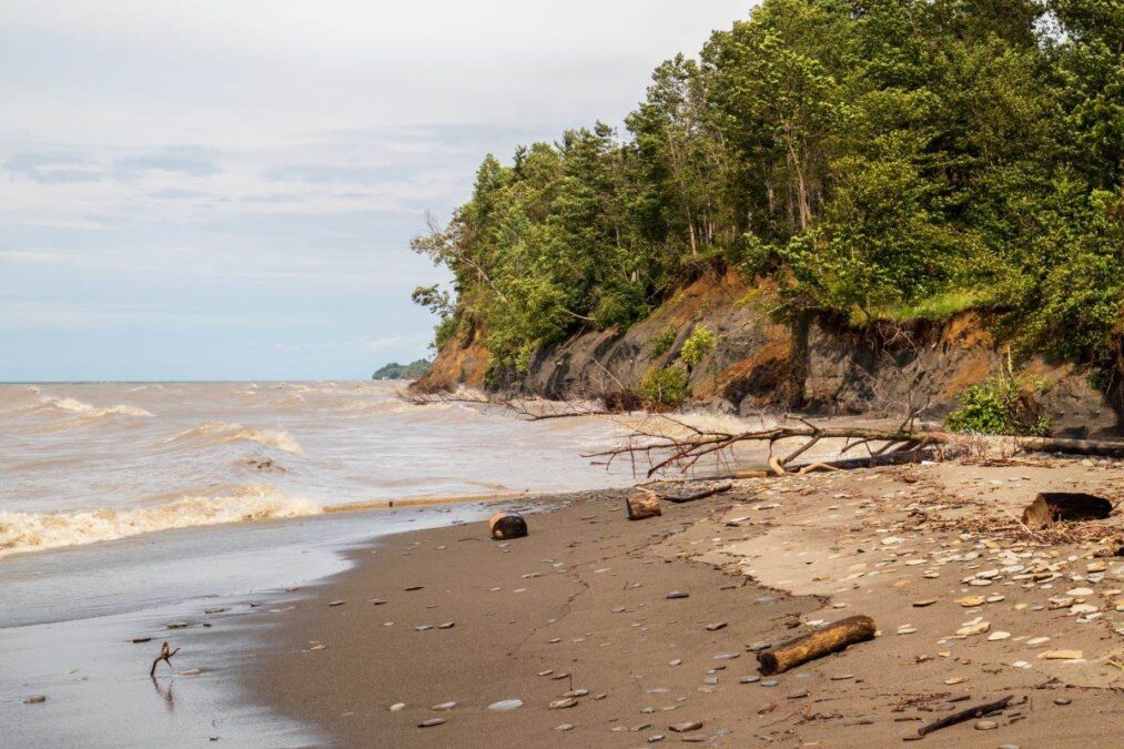Driftwood on the shore of lake Erie at Erie Bluffs State Park