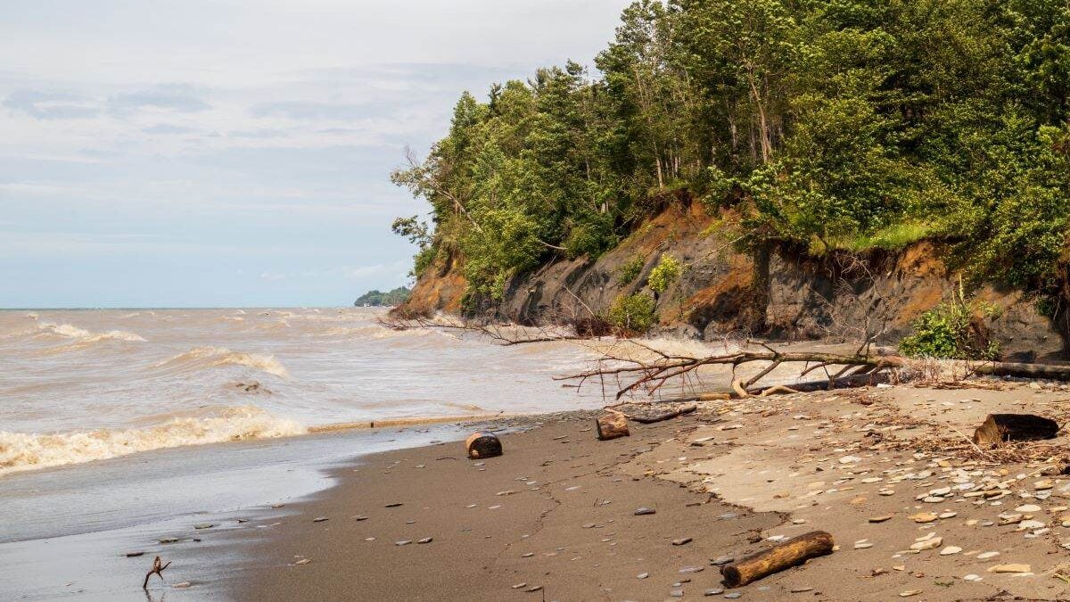 Driftwood on the shore of lake Erie at Erie Bluffs State Park