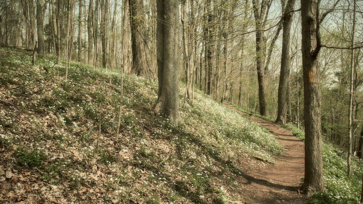 A forest trail at Evansburg State Parknear Collegeville, Pennsylvania