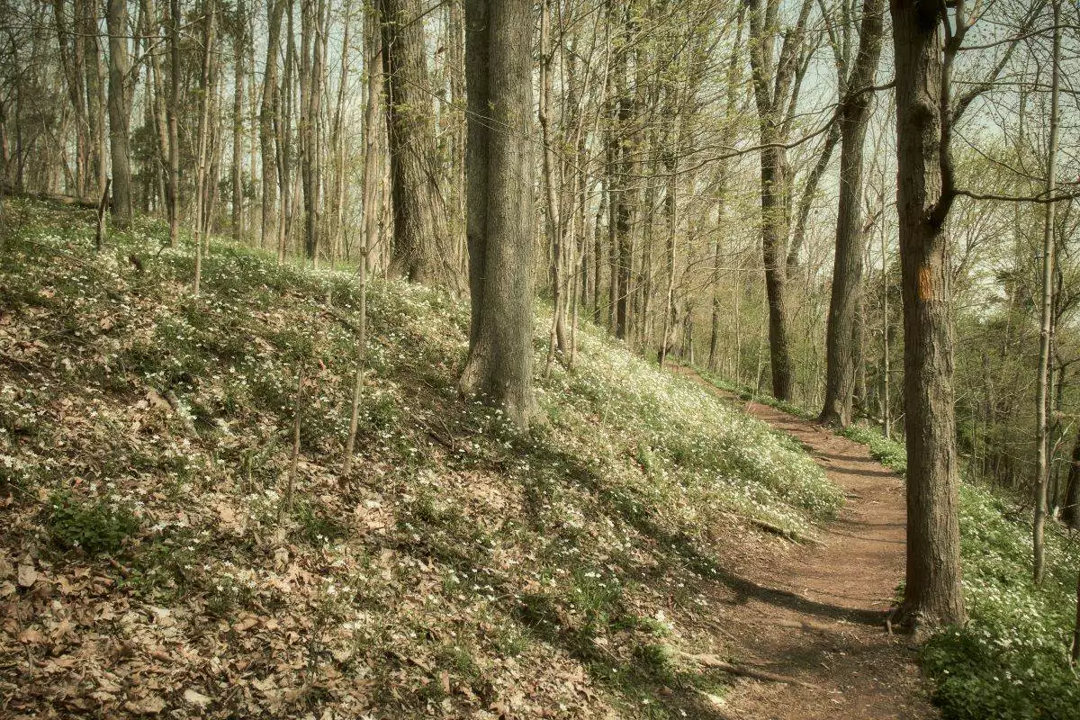 A forest trail at Evansburg State Parknear Collegeville, Pennsylvania