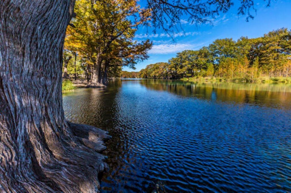 Trees on the bank of the Frio River at Garner State Park