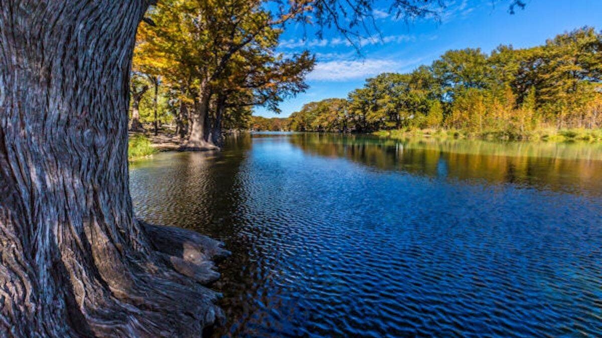 Trees on the bank of the Frio River at Garner State Park