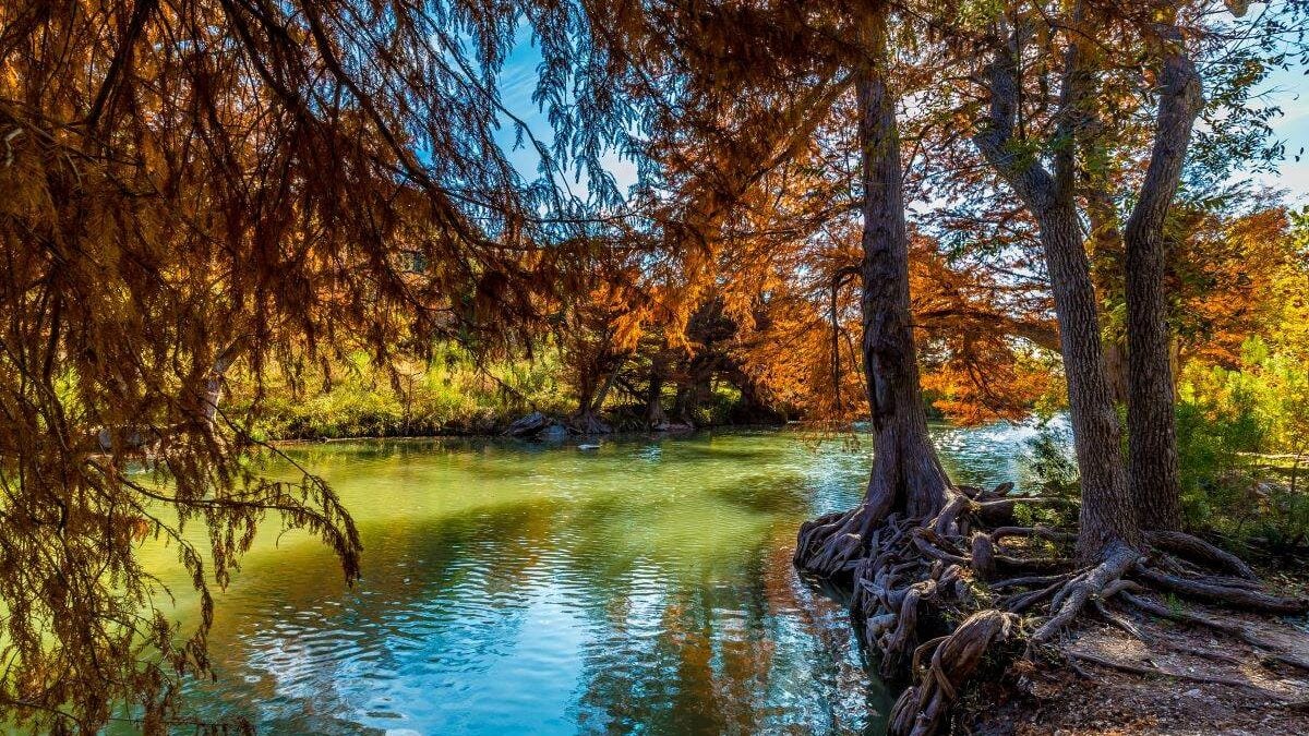 Fall Foliage over the river at Guadalupe River State Park