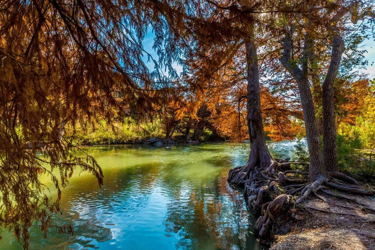 Fall Foliage over the river at Guadalupe River State Park