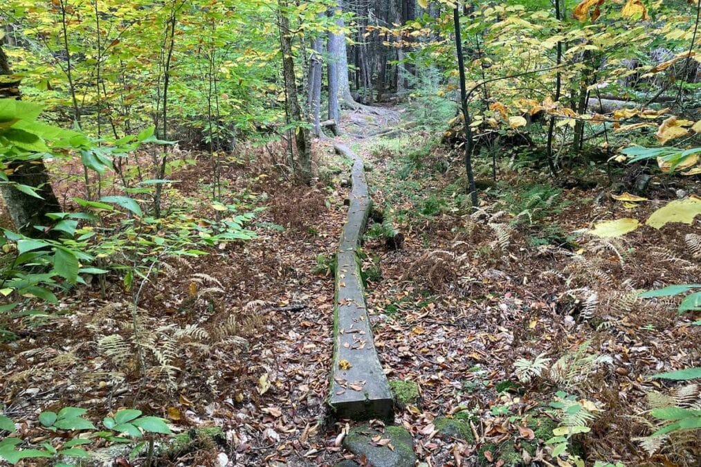 Peaks-Kenny State Park 8 a log to walk on at Birch Mountain Trail at Peaks-Kenny State Park