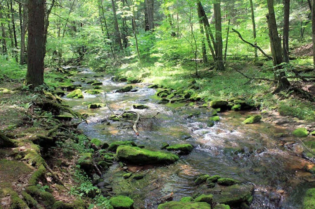 Sinnemahoning State Park 122 Creek running through the trees at Sinnemahoning State Park