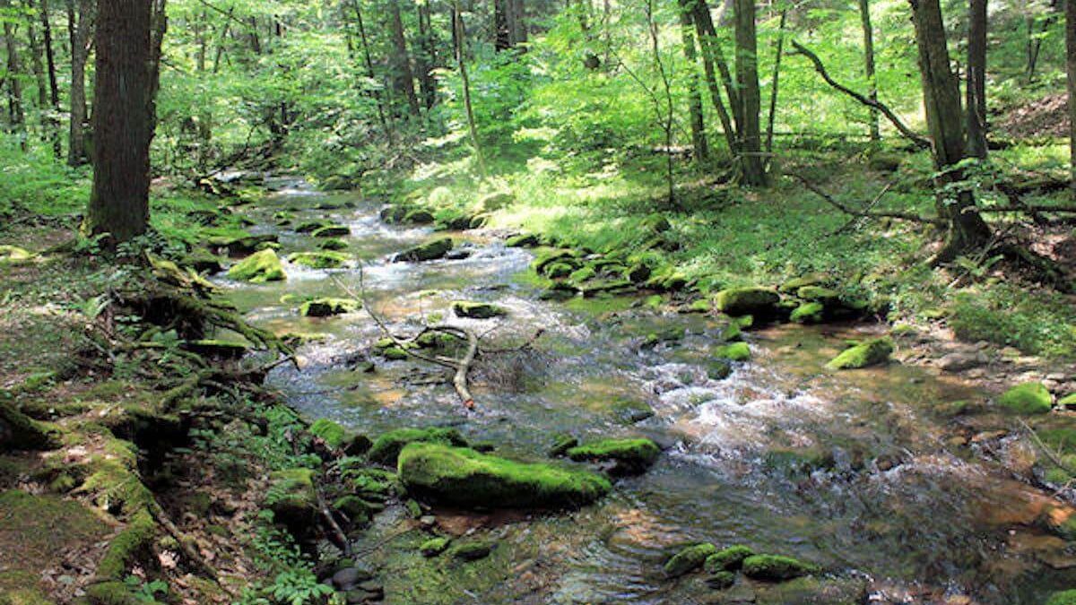 Creek running through the trees at Sinnemahoning State Park