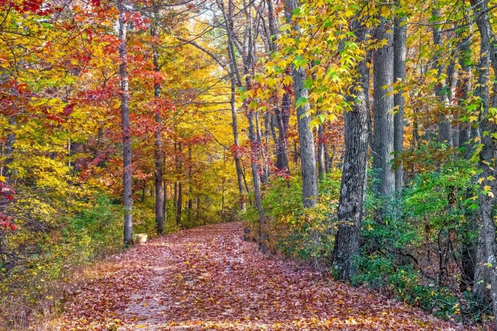 colorful leaves line a path through the woods at a state park near toms river new jersey