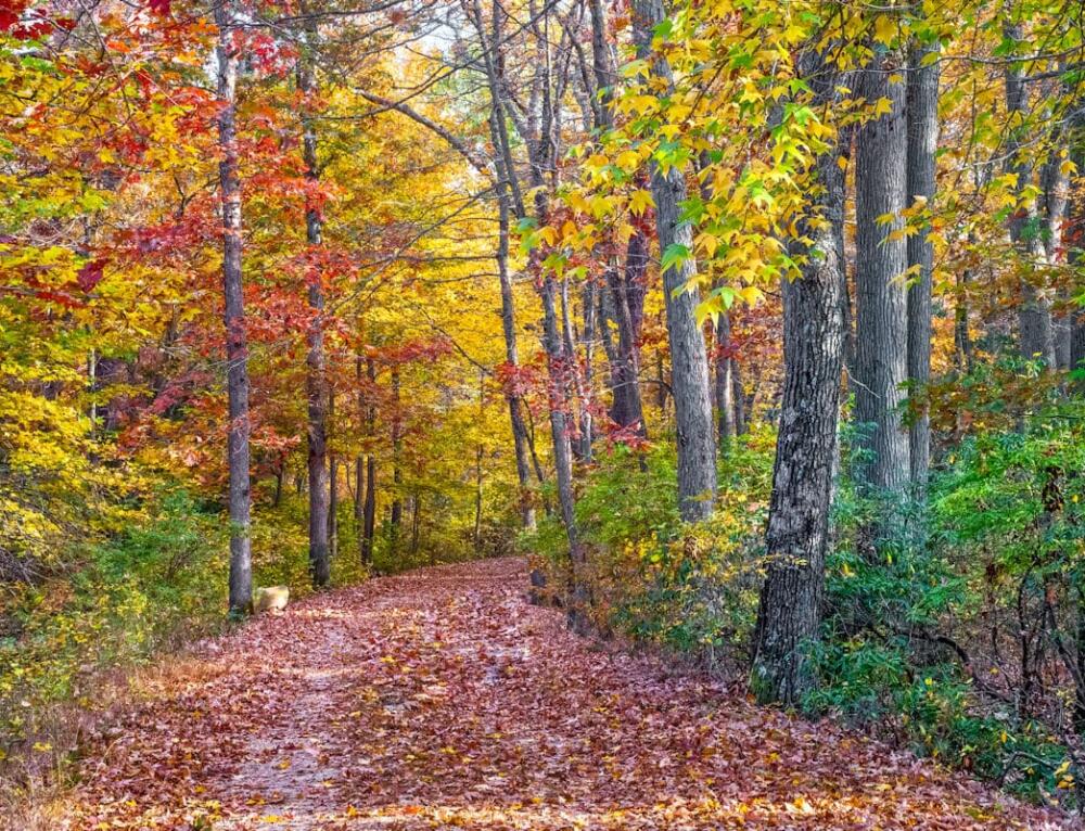 State Parks Near St. Louis, MO America's State Parks