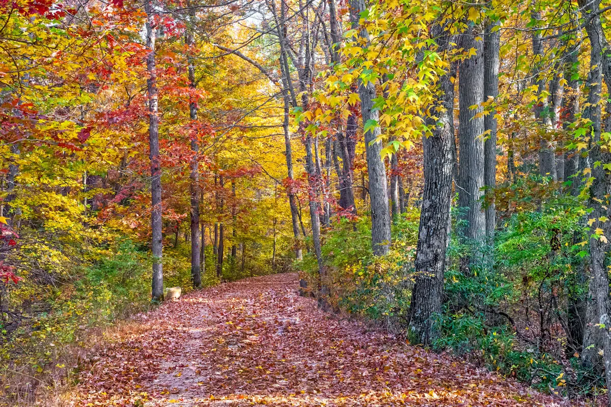 colorful leaves line a path through the woods at a state park near toms river new jersey