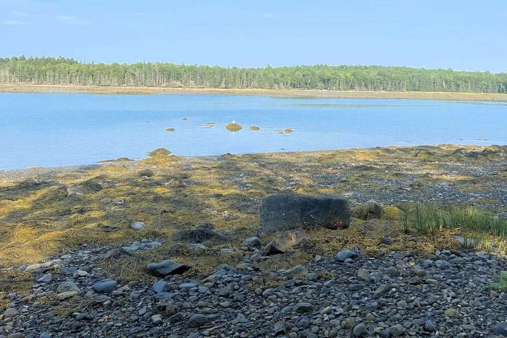 rocky shore from warren island state park in maine